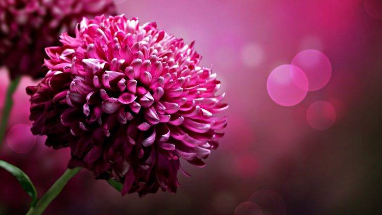 flowers, Pink Flowers, Bokeh, Macro HD Wallpaper Desktop Background