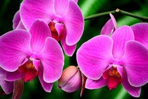 flowers, Orchids, Pink Flowers