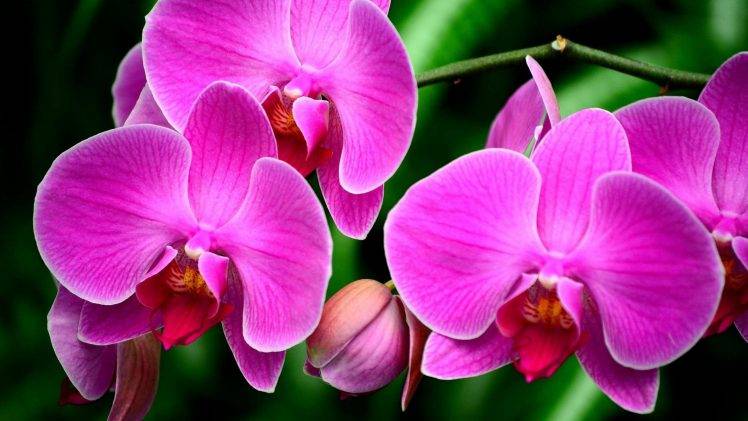 flowers, Orchids, Pink Flowers HD Wallpaper Desktop Background