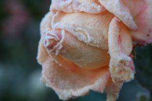 flowers, Rose, Frost