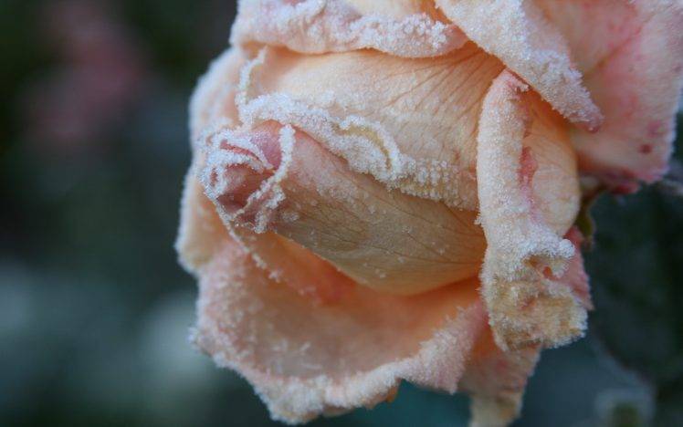 flowers, Rose, Frost HD Wallpaper Desktop Background
