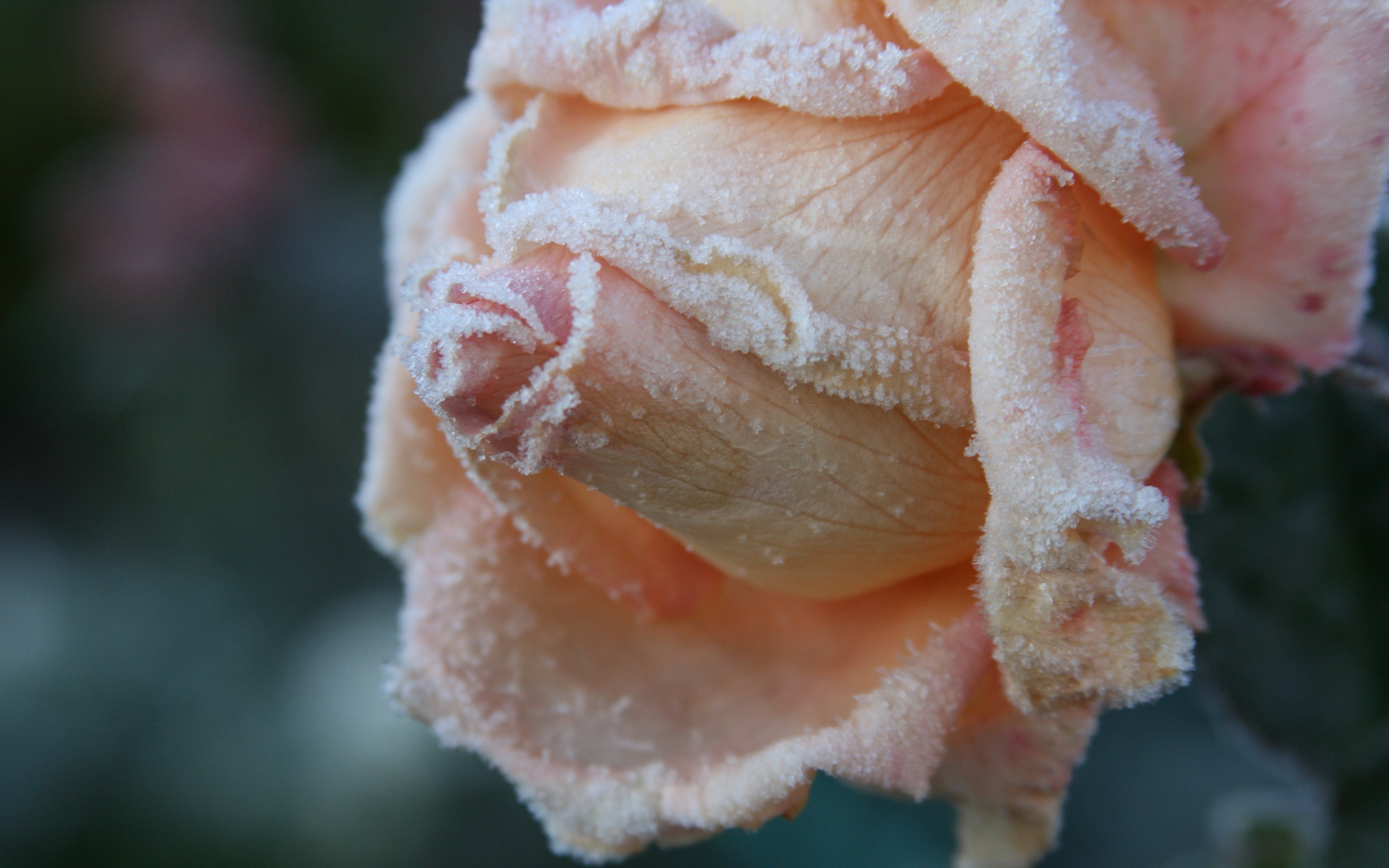 flowers, Rose, Frost Wallpaper