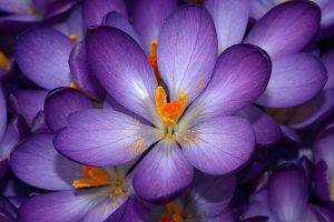 flowers, Crocuses, Purple Flowers