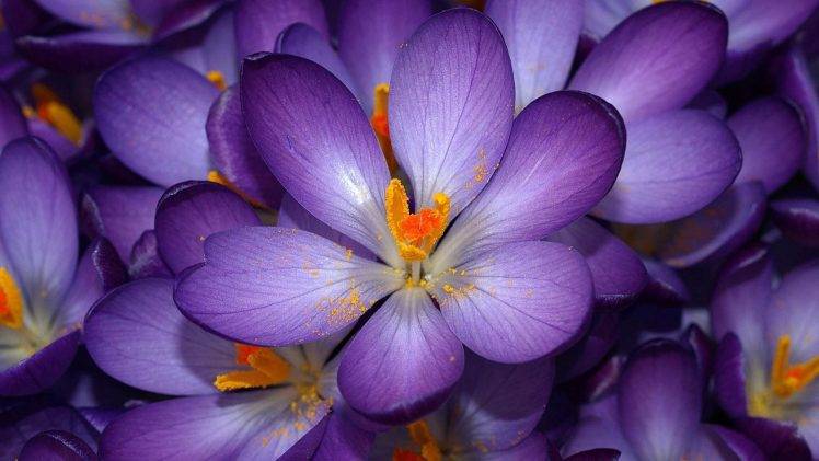 flowers, Crocuses, Purple Flowers HD Wallpaper Desktop Background
