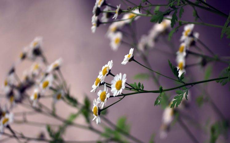 flowers, Daisies, White Flowers, Closeup HD Wallpaper Desktop Background