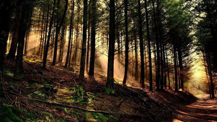 nature, Trees, Forest, Wood, Leaves, Branch, Sun Rays, Hill, Path, Moss, Roots, Dirt Road HD Wallpaper Desktop Background