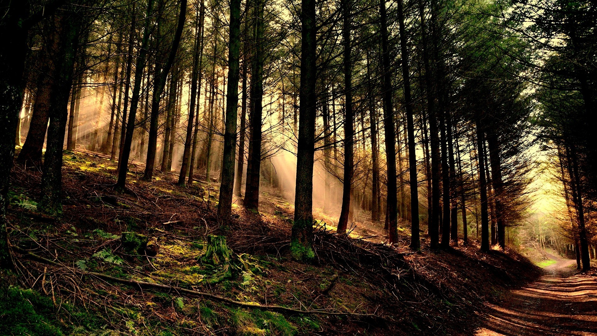 nature, Trees, Forest, Wood, Leaves, Branch, Sun Rays, Hill, Path, Moss, Roots, Dirt Road Wallpaper