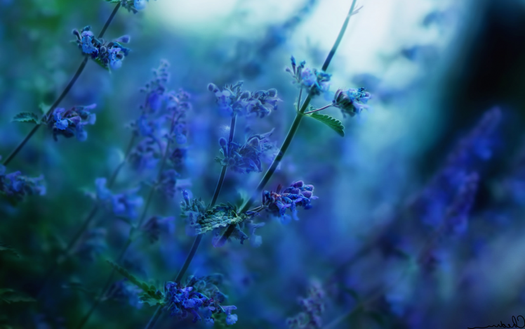 flowers, Nature, Depth Of Field, Sunlight, Blurred, Blue Flowers HD Wallpaper Desktop Background
