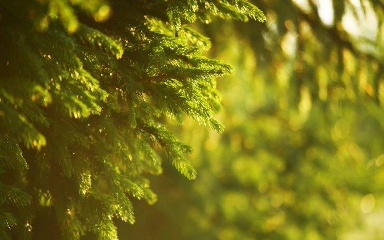 spruce, Green, Nature, Photography, Blurred, Depth Of Field, Sunlight HD Wallpaper Desktop Background