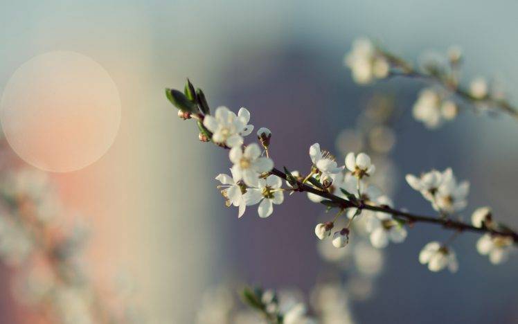 macro, Flowers, White Flowers HD Wallpaper Desktop Background
