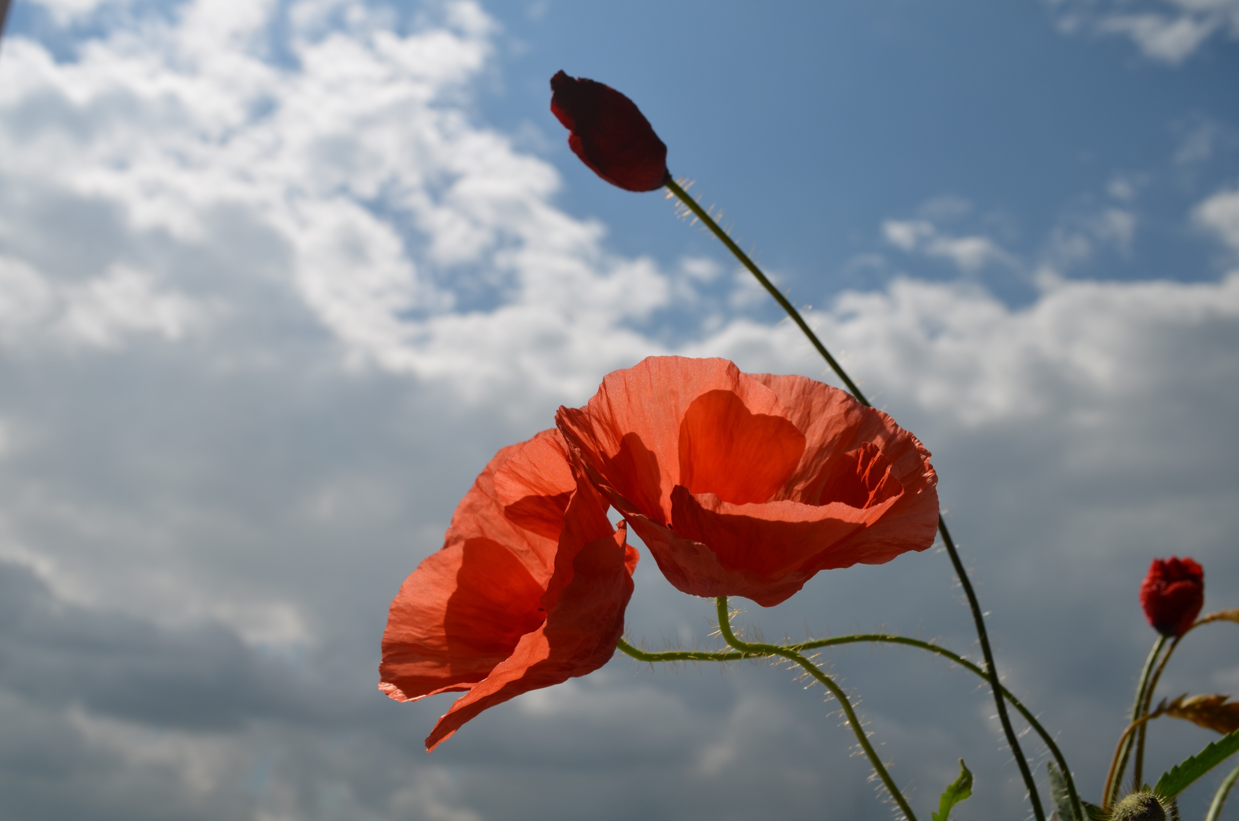 sky, Poppies, Clouds, Green, Flowers, Red Flowers Wallpaper