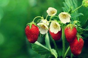 strawberries, Flowers, Leaves