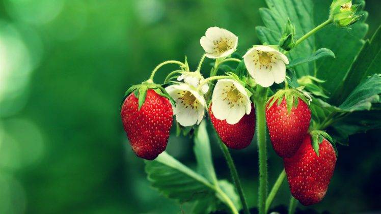 strawberries, Flowers, Leaves HD Wallpaper Desktop Background