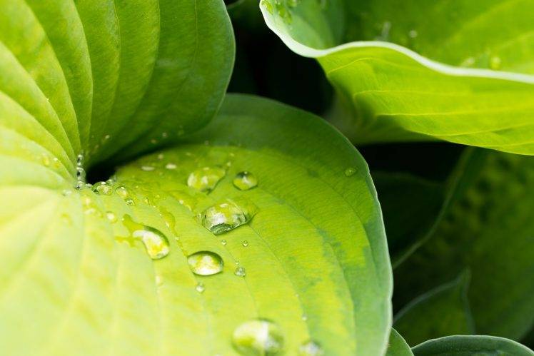 plants, Nature, Leaves, Water Drops, Macro HD Wallpaper Desktop Background