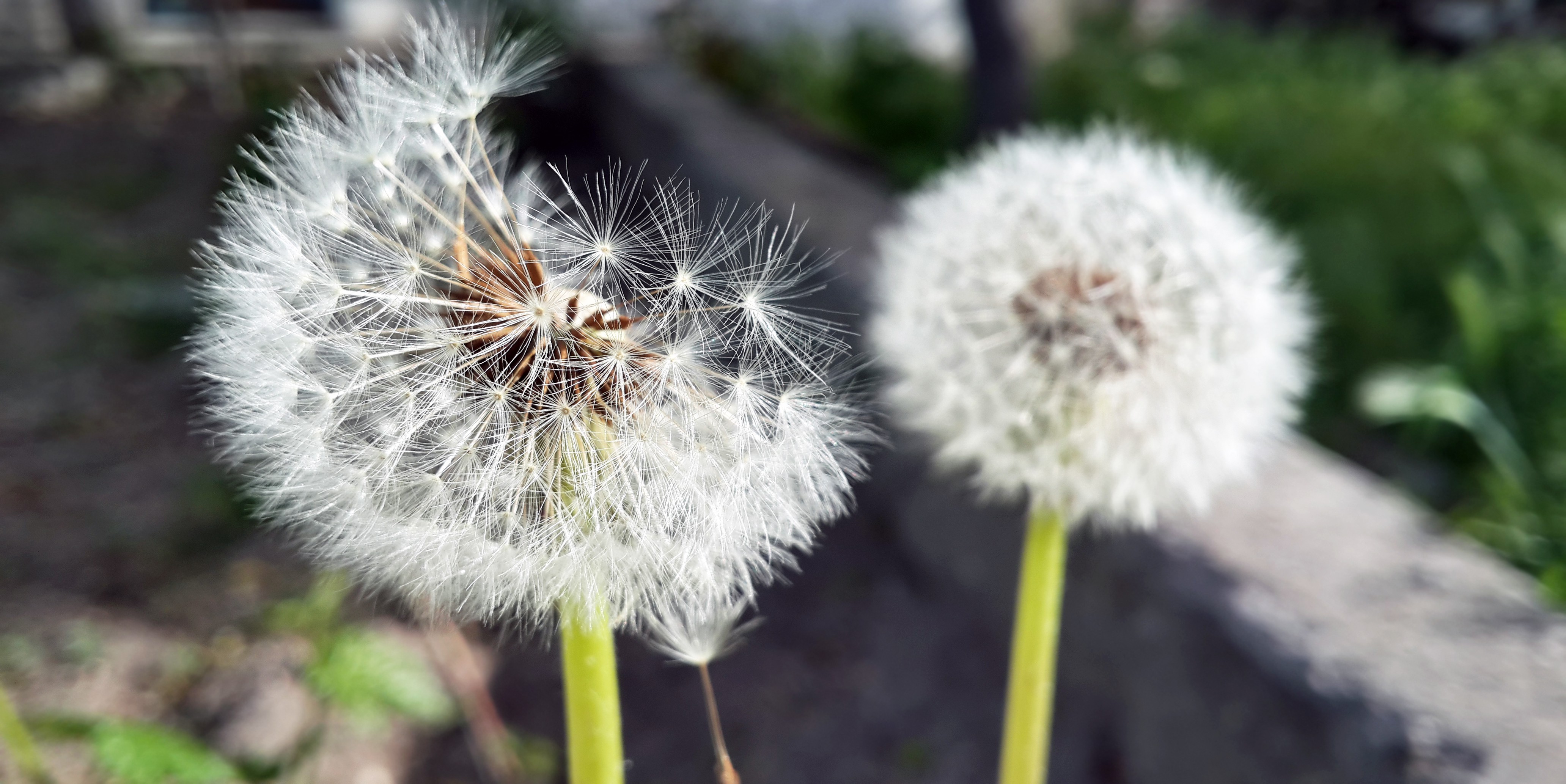 flowers, Photography, Dandelion Wallpaper