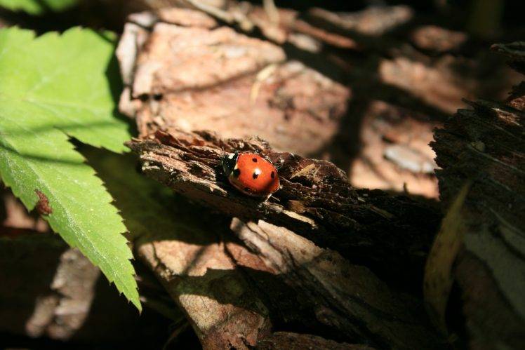 nature, Ladybugs, Insect, Leaves HD Wallpaper Desktop Background