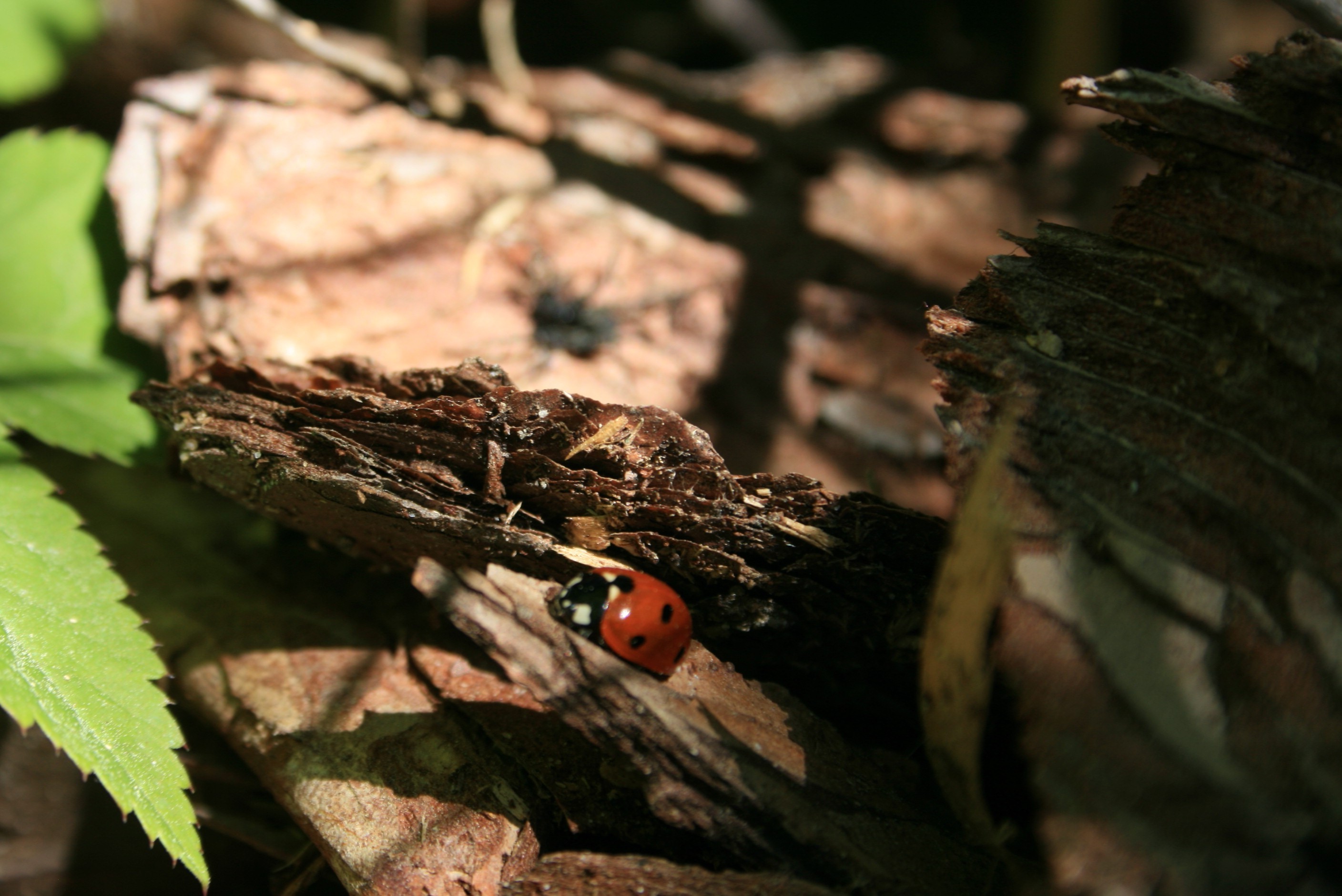 insect, Nature, Ladybugs Wallpaper
