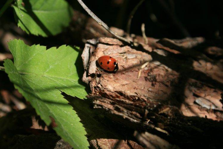 ladybugs, Insect, Leaves, Nature HD Wallpaper Desktop Background