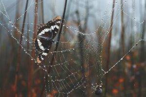 nature, Spiderwebs, Water Drops, Trees, Morning, Leaves, Depth Of Field, Butterfly, Spider