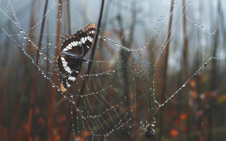 nature, Spiderwebs, Water Drops, Trees, Morning, Leaves, Depth Of Field, Butterfly, Spider HD Wallpaper Desktop Background