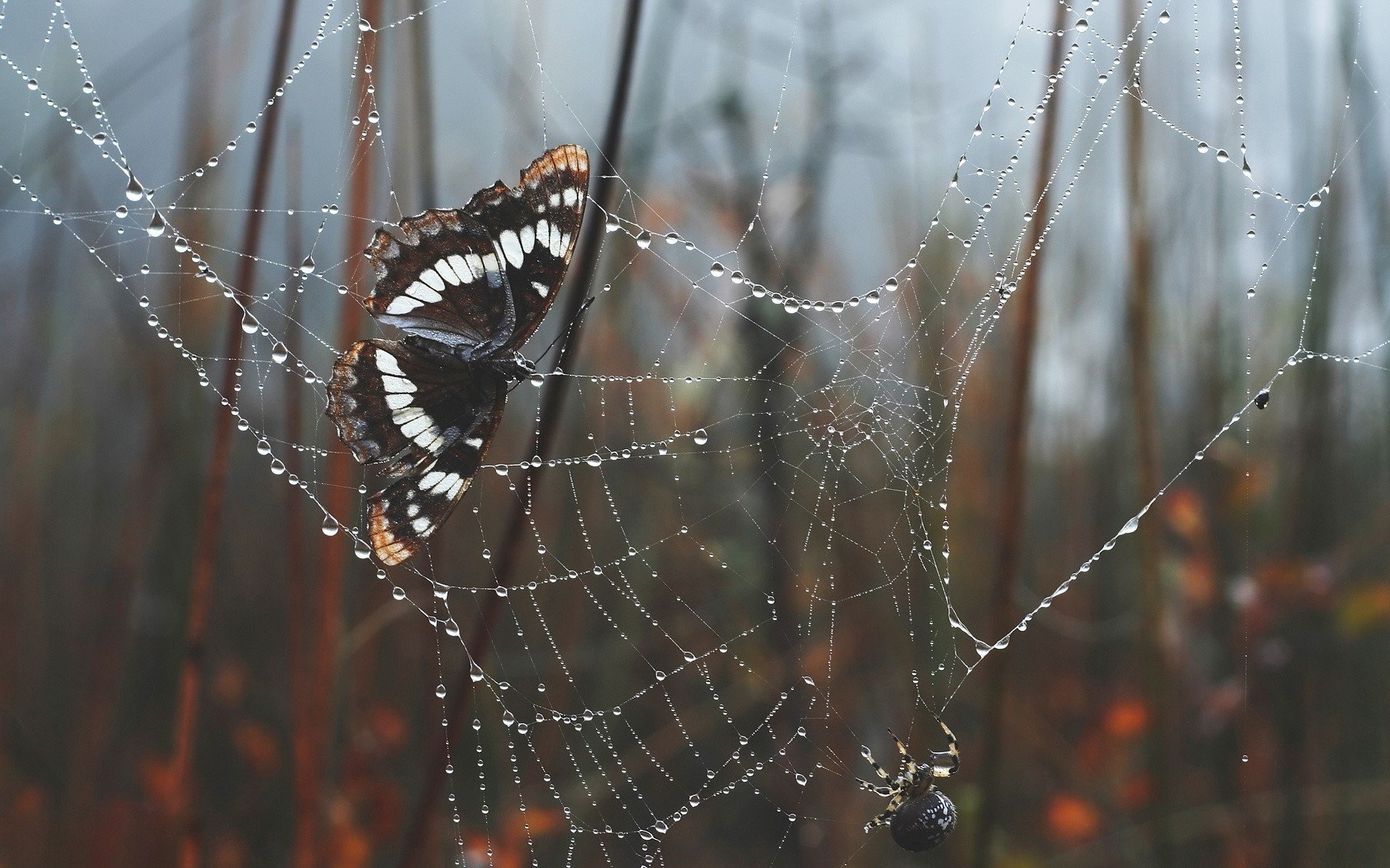 nature, Spiderwebs, Water Drops, Trees, Morning, Leaves, Depth Of Field, Butterfly, Spider Wallpaper