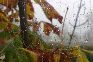 nature, Spiderwebs, Water Drops, Trees, Morning, Leaves, Depth Of Field, Fall