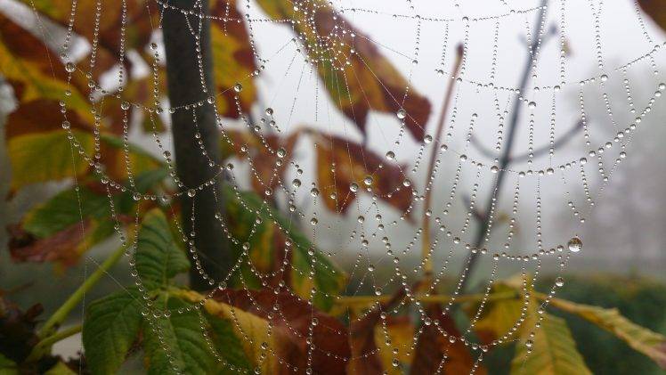 nature, Spiderwebs, Water Drops, Trees, Morning, Leaves, Depth Of Field, Fall HD Wallpaper Desktop Background
