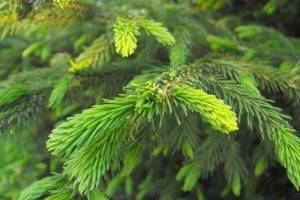 nature, Plants, Trees, Spruce