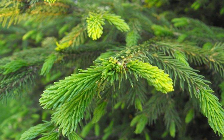 nature, Plants, Trees, Spruce HD Wallpaper Desktop Background