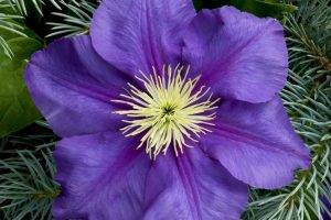 nature, Plants, Flowers, Purple Flowers, Clematis