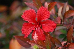 nature, Plants, Flowers, Hibiscus, Red Flowers