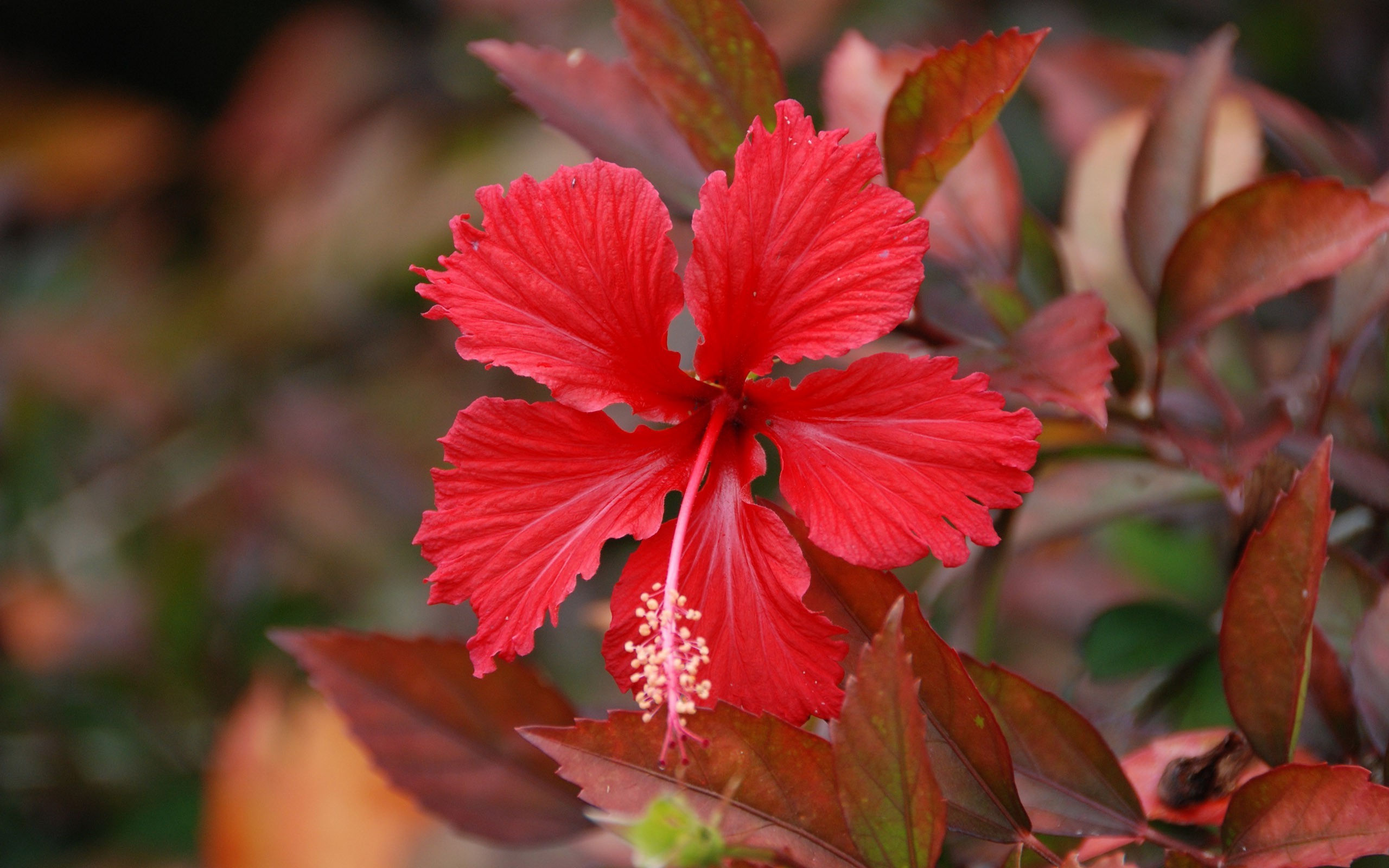 nature, Plants, Flowers, Hibiscus, Red Flowers Wallpaper