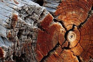 wood, Trees, Texture, Nature