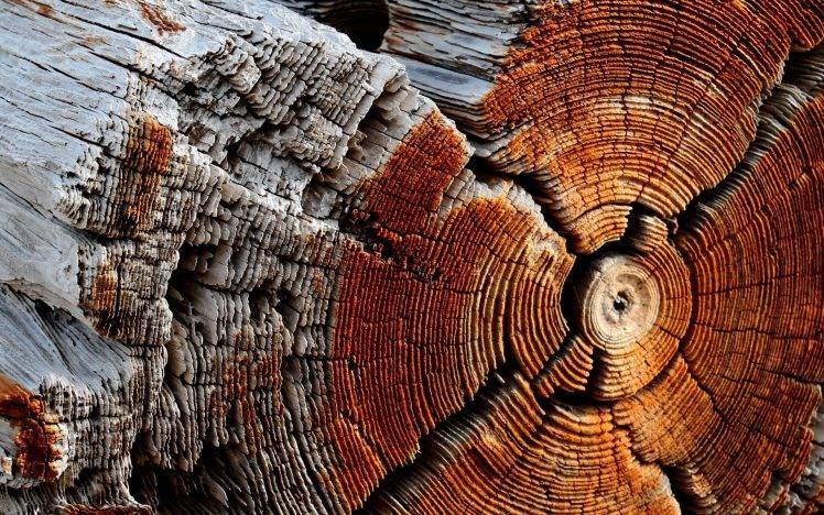 wood, Trees, Texture, Nature HD Wallpaper Desktop Background