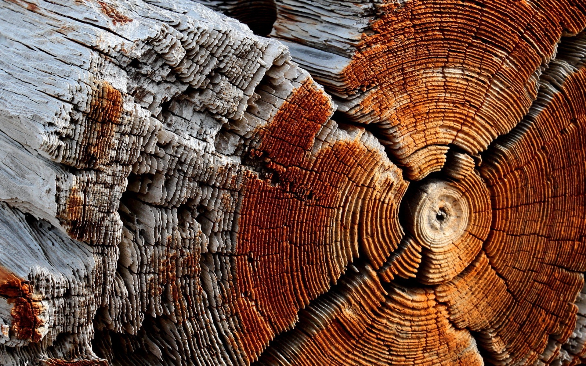 wood, Trees, Texture, Nature Wallpaper