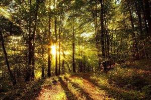 nature, Trees, Forest, Grass, Sun Rays, Leaves, Path