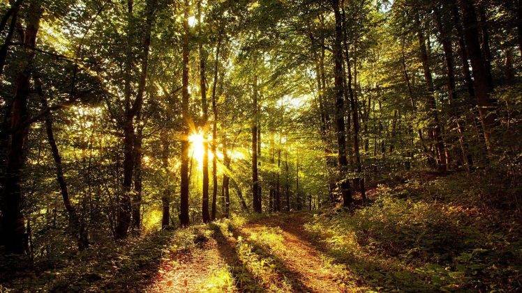 nature, Trees, Forest, Grass, Sun Rays, Leaves, Path HD Wallpaper Desktop Background
