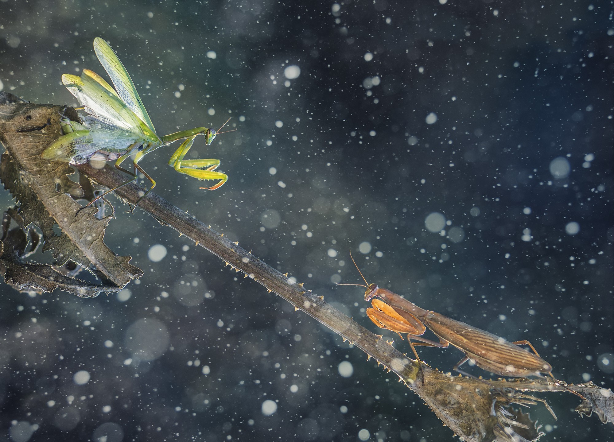 insect, Nature, Macro Wallpaper