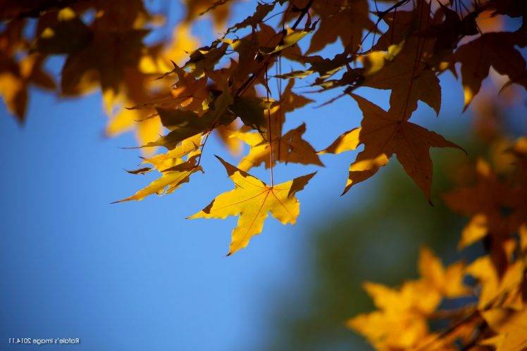 maple Leaves, Nature, Leaves, Depth Of Field HD Wallpaper Desktop Background