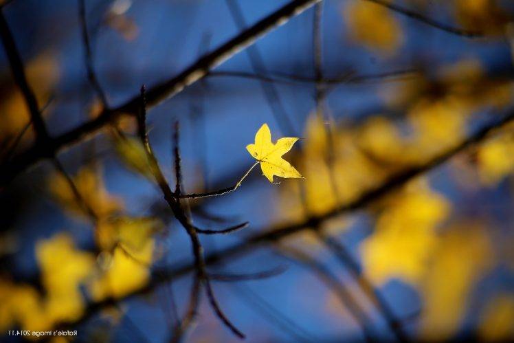 maple Leaves, Nature, Leaves, Depth Of Field, Twigs HD Wallpaper Desktop Background