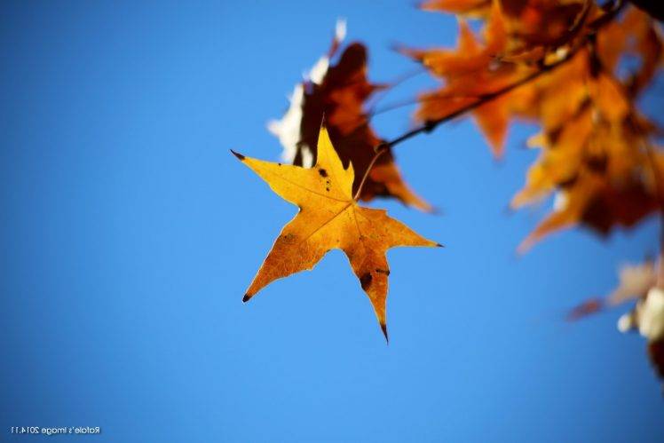 maple Leaves, Leaves, Fall, Nature, Depth Of Field HD Wallpaper Desktop Background