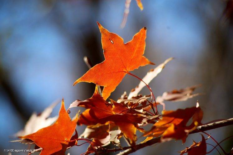 maple Leaves, Nature, Leaves, Depth Of Field HD Wallpaper Desktop Background