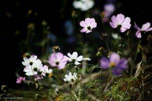 flowers, Cosmos (flower), Nature