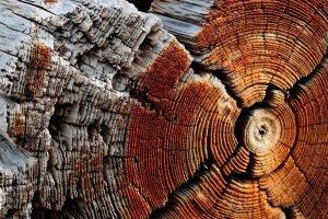 nature, Wooden Surface, Wood, Texture, Pattern, Trees, Circle, Dry, Dead Trees