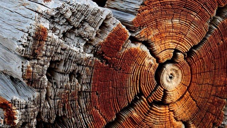 nature, Wooden Surface, Wood, Texture, Pattern, Trees, Circle, Dry, Dead Trees HD Wallpaper Desktop Background