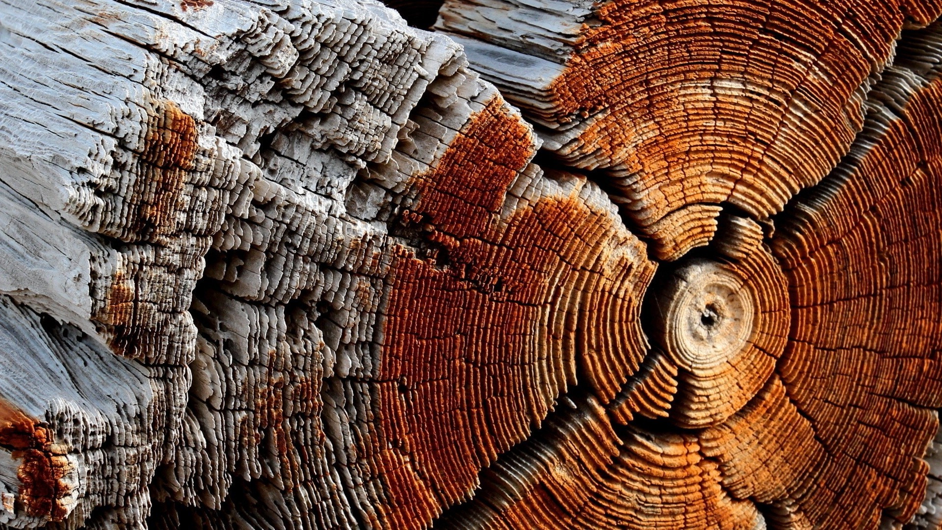 nature, Wooden Surface, Wood, Texture, Pattern, Trees, Circle, Dry, Dead Trees Wallpaper