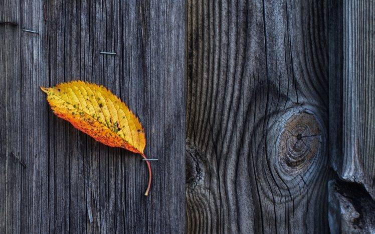 nature, Wooden Surface, Wood, Texture, Pattern, Fall, Leaves HD Wallpaper Desktop Background