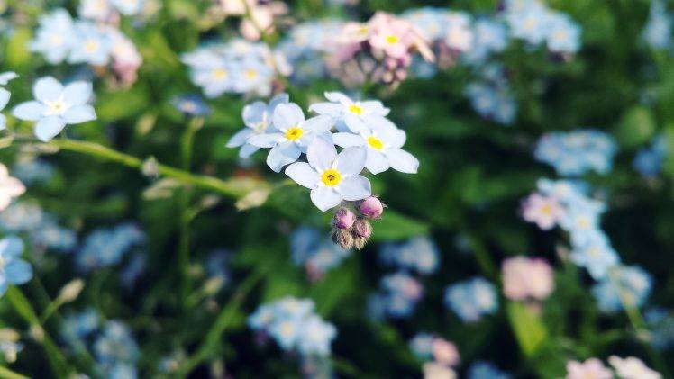 flowers, Forget me nots, Blue Flowers, Macro HD Wallpaper Desktop Background