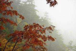 leaves, Trees, Nature, Mountain, Mist