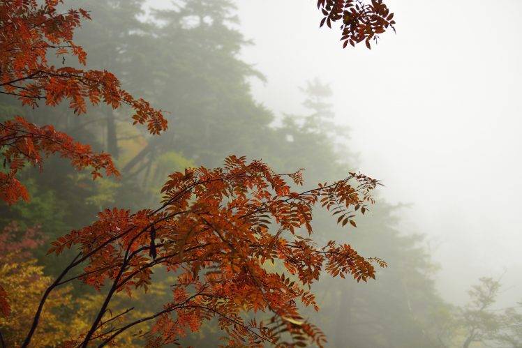 leaves, Trees, Nature, Mountain, Mist HD Wallpaper Desktop Background